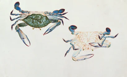 Ketam Rinyong, from Drawings of Animals, Insects and Reptiles from Malacca